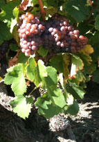 grenache_gris