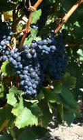 grenache_noir