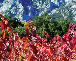 vignes_automne